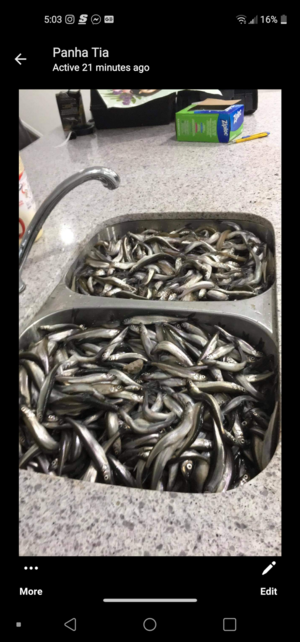 Smelt Fishing Ontario: Where, When, & How