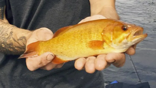 Fisherman hooks 'extremely rare' golden largemouth bass